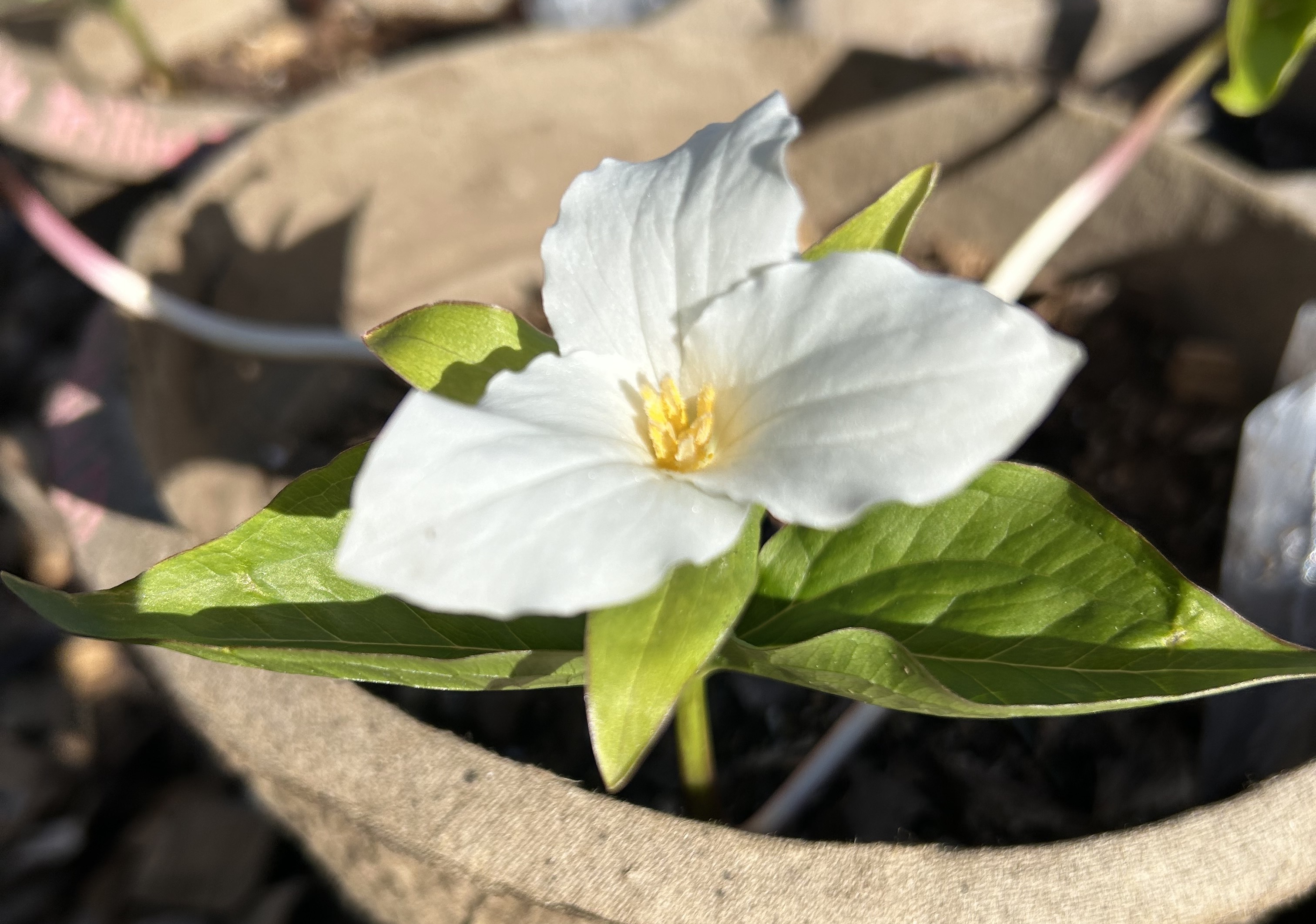 Image of Flower